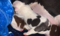Meet This Adorable Bulldog Puppy That Is Born With Mickey Mouse Ears on Its Back (Photos)