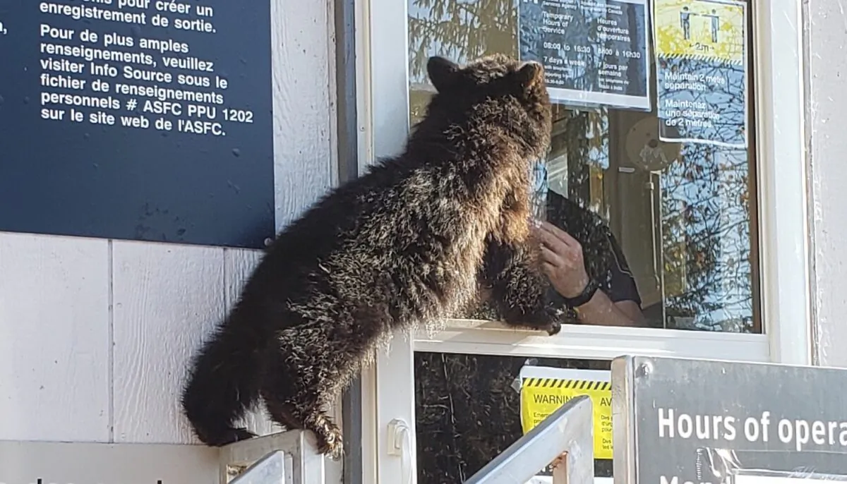 The bear cub at border crossing between Stewart, B.C. and Hyder, Alaska on Nov. 4 (Canadian Border Services Agency)
