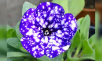 ‘Galaxy Flowers’ Can Add Cosmic Magic to Your Garden With This Planting Hack