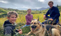 German Shepherd Survives Head Wound After Defending Family From Black Bear Attack in Alaska