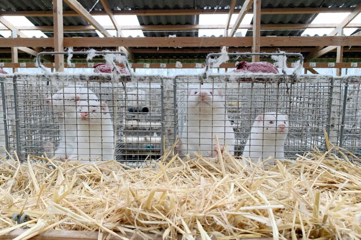Minks are seen at Hans Henrik Jeppesen's farm near Soroe, Denmark, on Nov. 5, 2020. (Jacob Gronholt-Pedersen/Reuters)