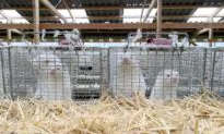 UK Bans Denmark Visitors Over Mutant Mink CCP Virus Strain