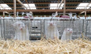 UK Adds Denmark to Quarantine List After Humans Infected With COVID-19 Mink Variant