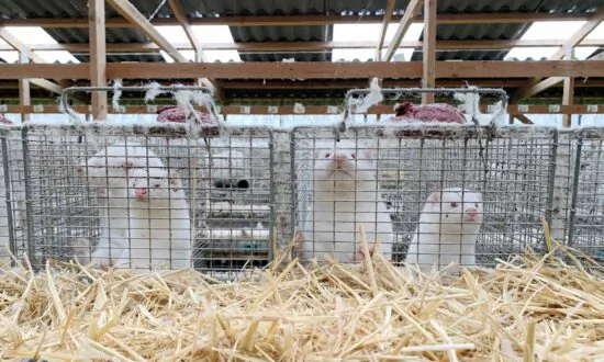 UK Adds Denmark to Quarantine List After Humans Infected With COVID-19 Mink Variant