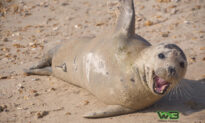 Photographer Catches Friendly Seal Sneaking Cuddles and Hitching Rides With Beachgoers