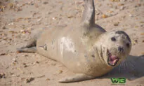 Photographer Catches Friendly Seal Sneaking Cuddles and Hitching Rides With Beachgoers