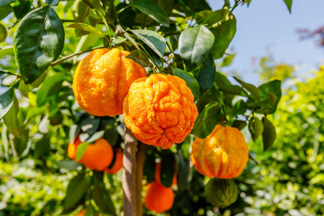 Bitter orange (Citrus aurantium) essential oil is popular for its ability to address anxiety and sleep difficulties. (nnattalli/Shutterstock)