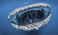 Photo of ‘Smiling’ Whale Shark With Mouth Full of Friendly Remoras Wins Photo Competition