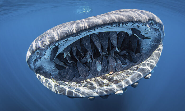shark mouth floatie