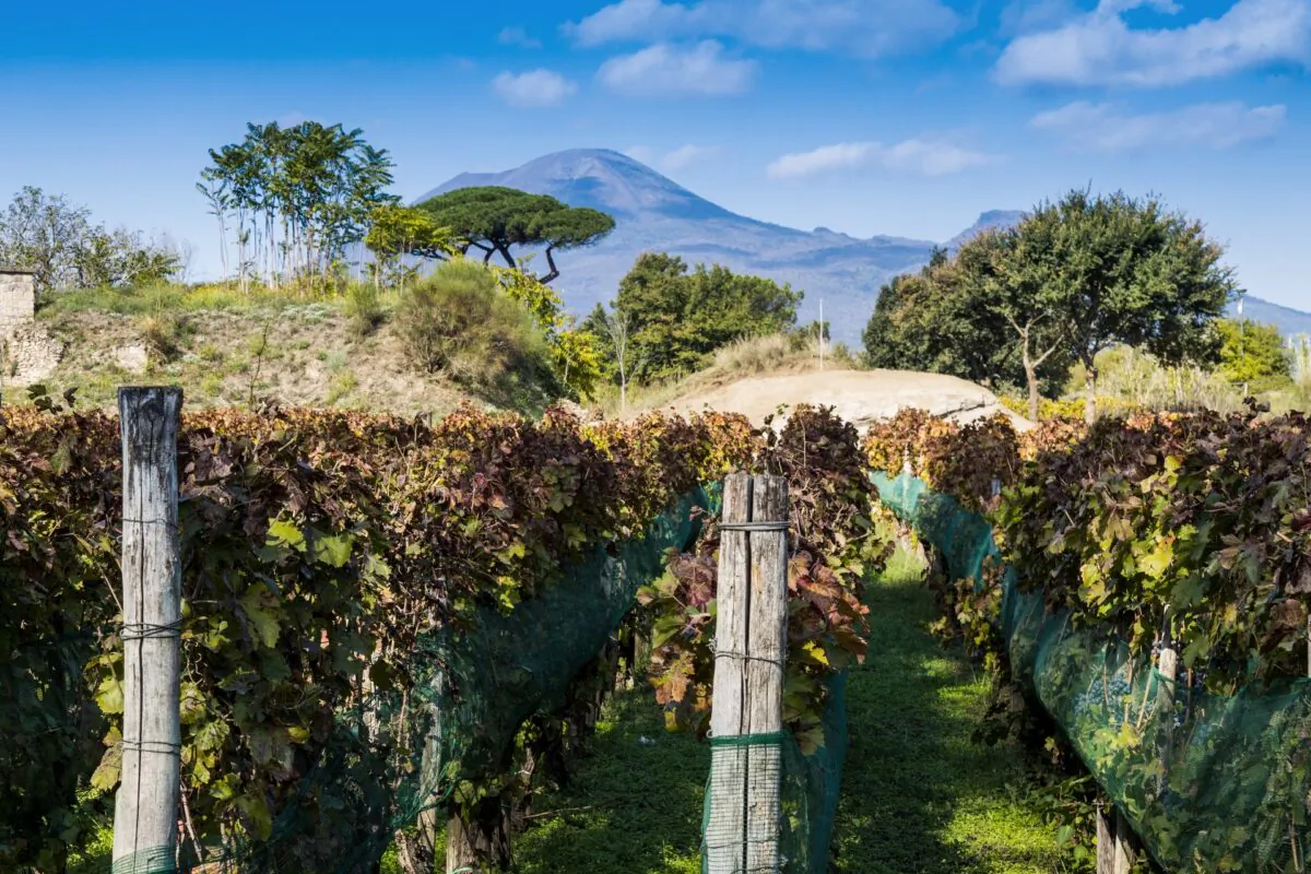 Vineyards in the ruins of Pompeii, backdropped by Mount Vesuvius. (Kaprik/Shutterstock)