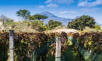 Pompeii Is Famous for Its Ruins and Bodies, but What About Its Wine?