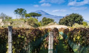 Pompeii Is Famous for Its Ruins and Bodies, but What About Its Wine?