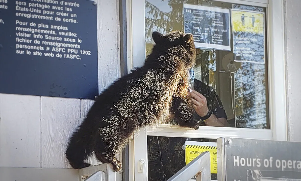 (Courtesy of Canada Border Services Agency)