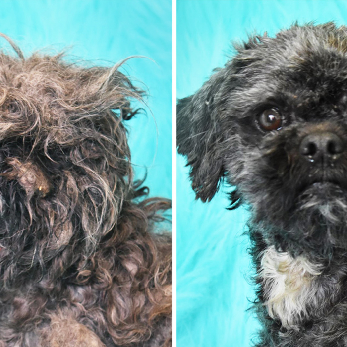 Neglected, matted dog in West Texas makes incredible transformation