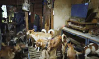 164 Dogs Found Crammed Into Tiny House by Public Health Officials in Western Japan