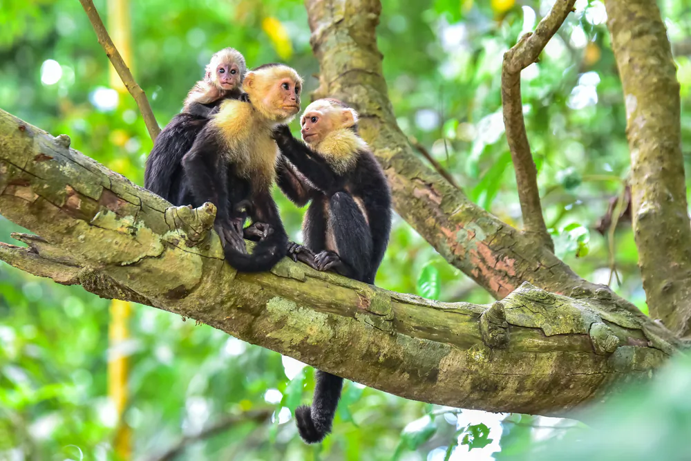 Capuchin monkeys. (Simon Dannhauer/Shutterstock)
