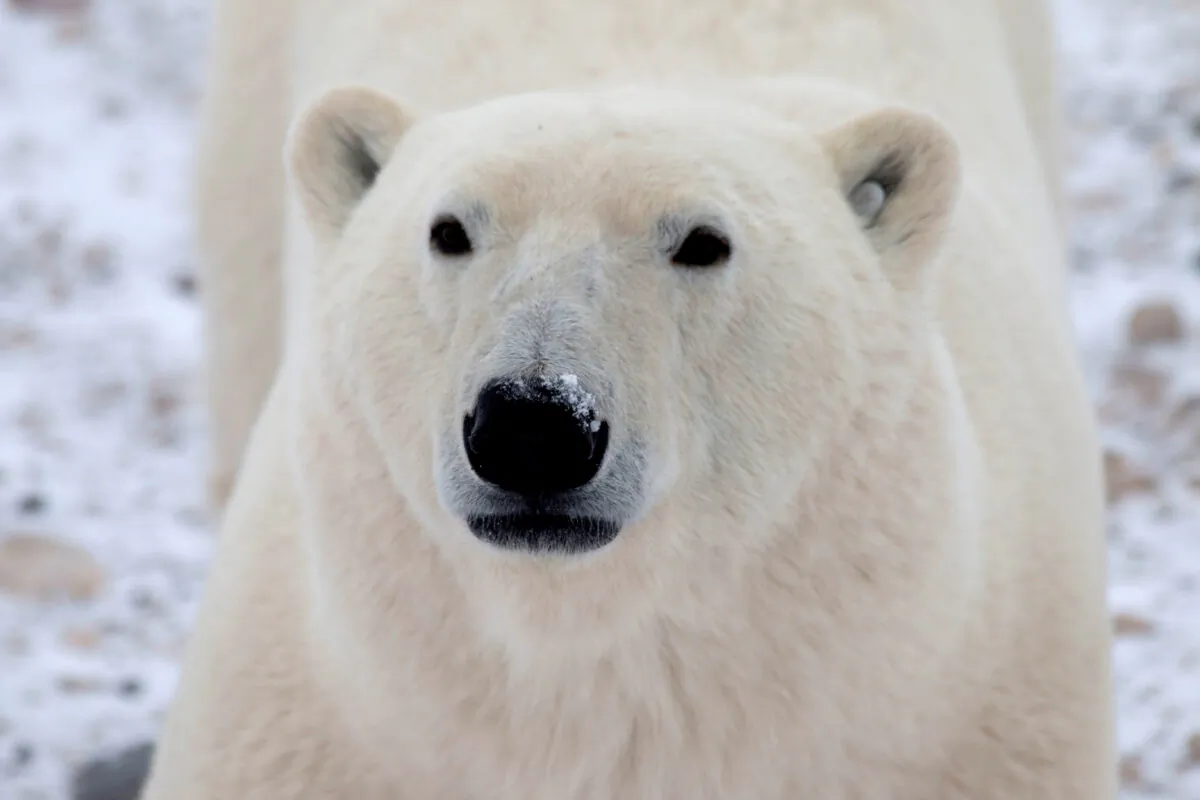 A file photo shows a young male polar bear in the Churchill Wildlife Management Area, Manitoba.  (Reuters/Gloria Dickie)