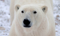 Remote Canadian Town Programs Radar to Spot Approaching Polar Bears