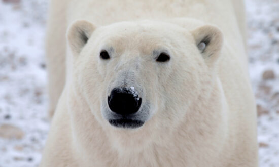 Quebec’s Wildlife Protection Agency Neutralizes Polar Bear Spotted in Gaspé Region