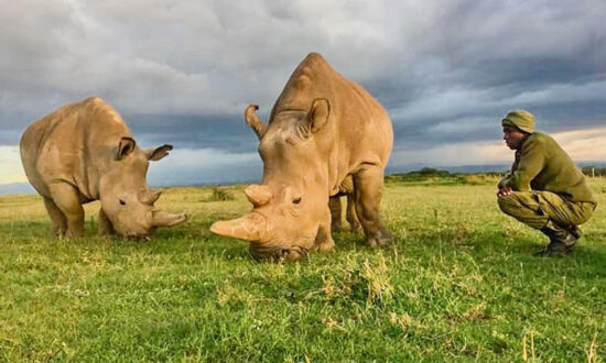 The World’s Last Two Northern White Rhinos Need 24-Hour Armed Guards