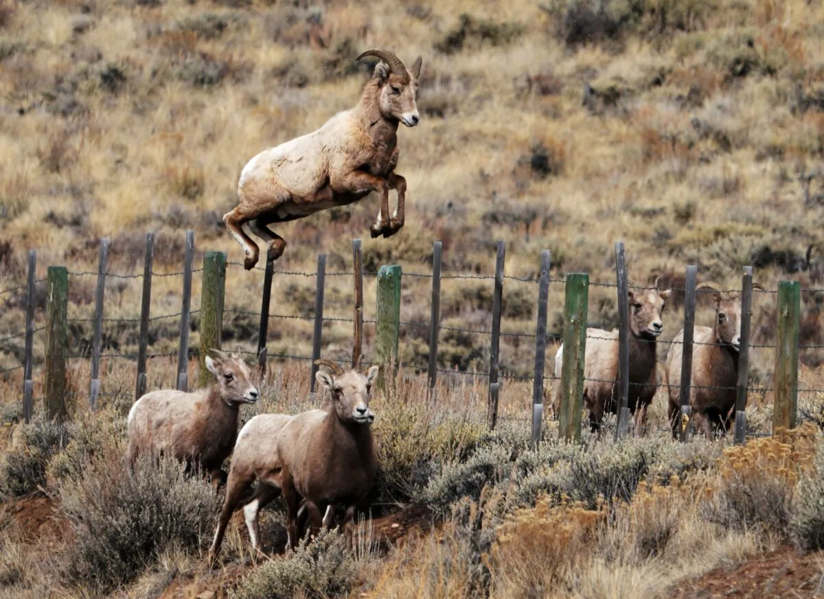 Rocky Mountain bighorn sheep leaps over a fence in Almont, Colorado, on Feb. 15, 2018. (Don Emmert/AFP via Getty Images)