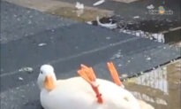 Funny Moments From A Duck’s Life