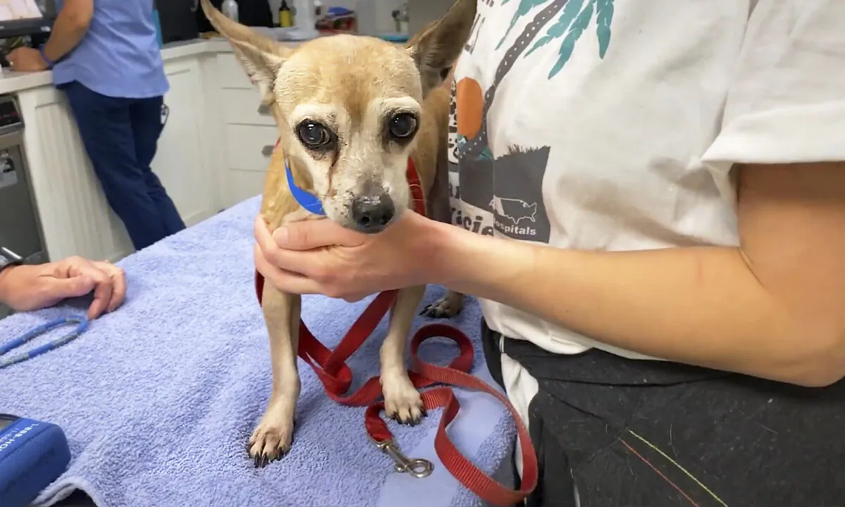 (Courtesy of Humane Society of Broward County)
