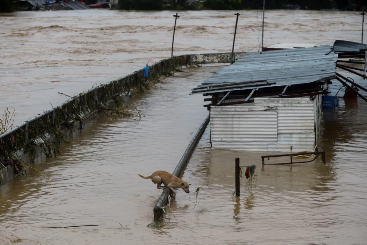 A dog hangs on a steel fence of a flooded house near a river following Typhoon Vamco, in Marikina, Metro Manila, Philippines, Nov. 12, 2020. (Lisa Marie David/Reuters)