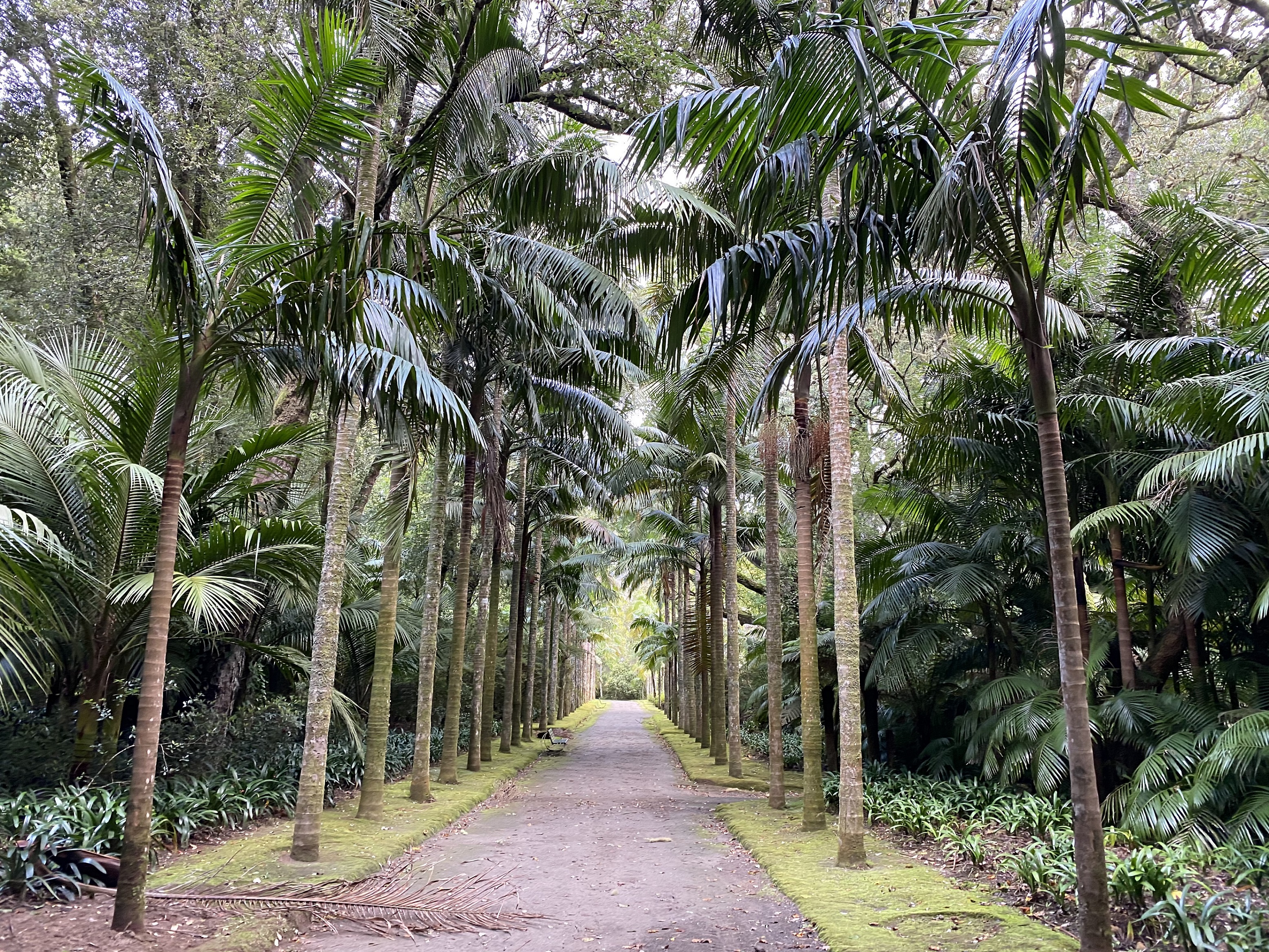 Lush greenery