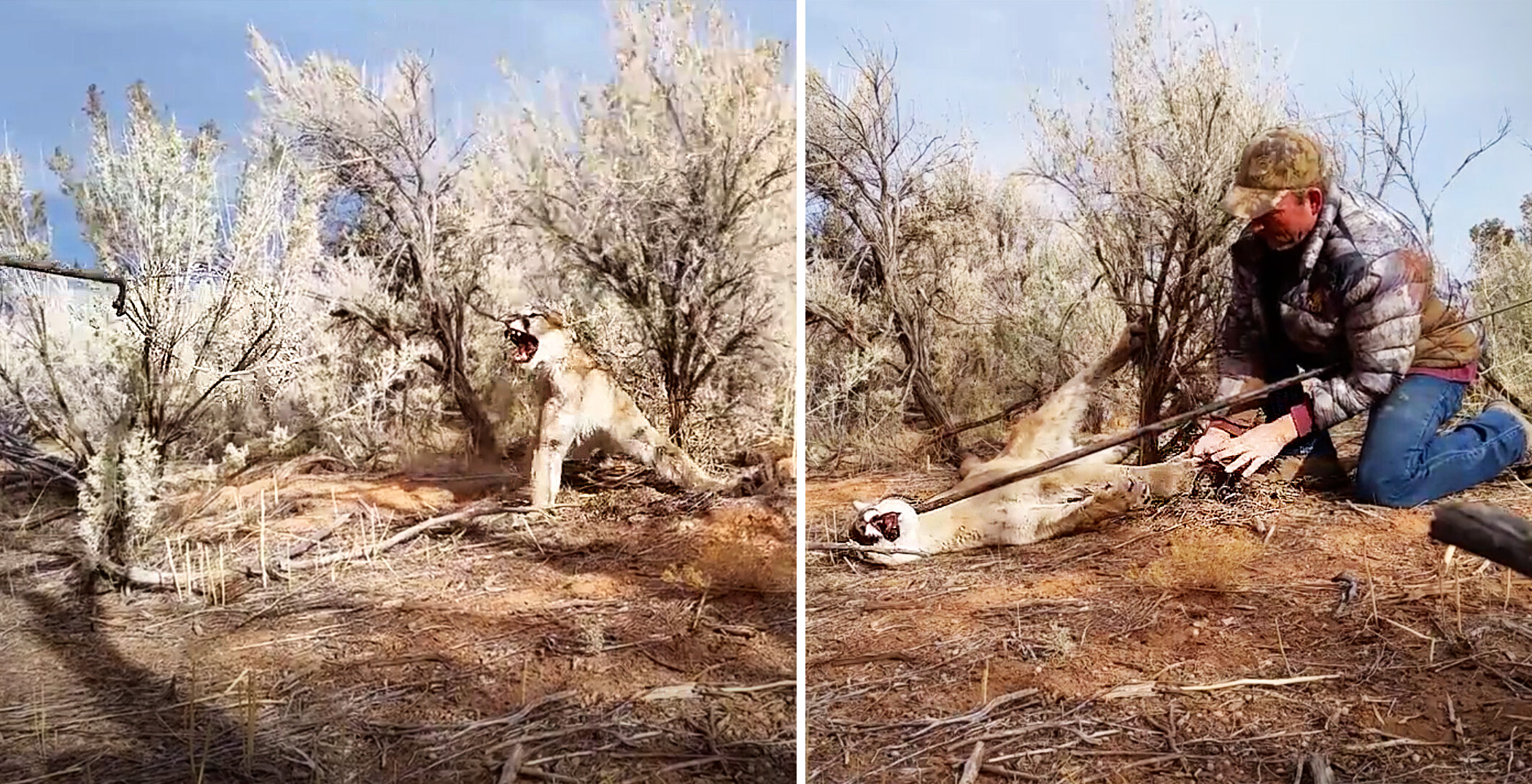 Enraged Mountain Lion Caught in Hunter’s Trap Hisses as He Tries to