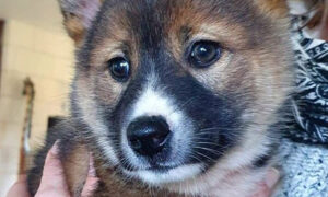 Rescued Baby 'Koala' Turns Out to Be Ultra-Rare Purebred Alpine Dingo Puppy