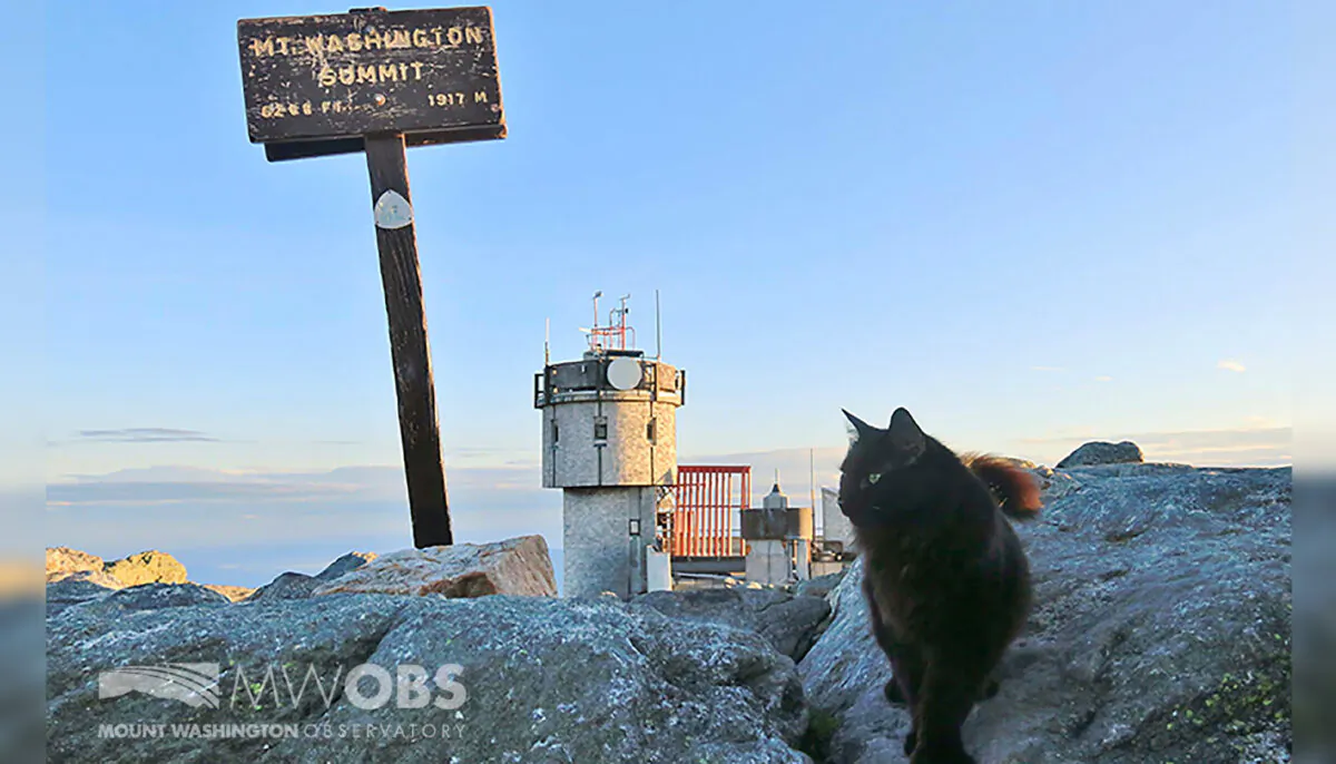 Marty the cat walks on a boulder outside the Mount Washington Observatory in North Conway, N.H. on June 28, 2020. The black Maine coon cat, who has patrolled the Northeast's highest peak for a dozen years as its weather observatory's mascot, has died. (Ryan Knapp/Mount Washington Observatory via AP)