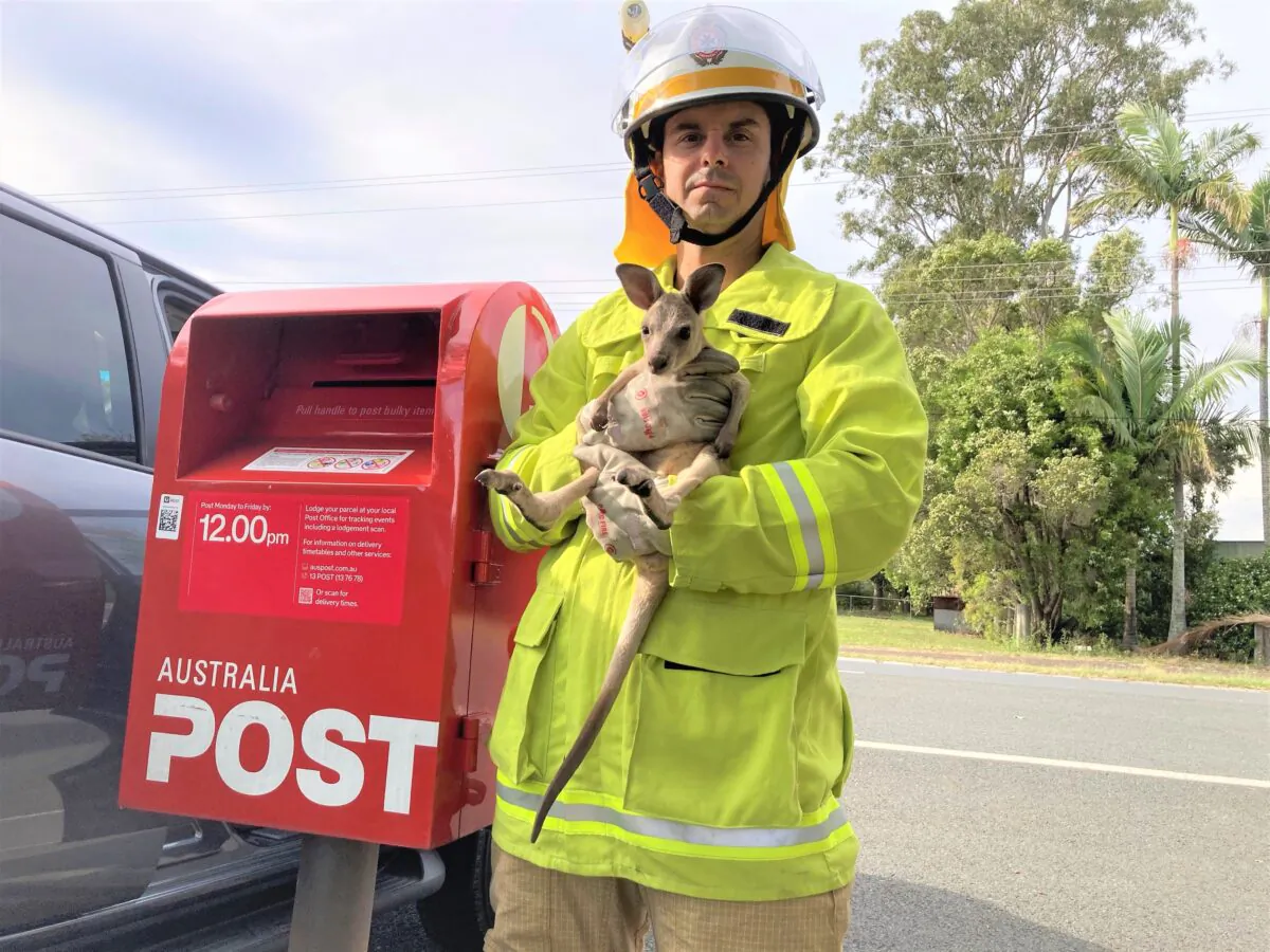 Pimpama Fire and Rescue Station was called to Stapylton Jacobs Well Road on the Gold Coast and confirmed there was a joey in a post box. (Queensland Fire and Emergency Services)