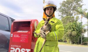 Joey Rescued from Post Box