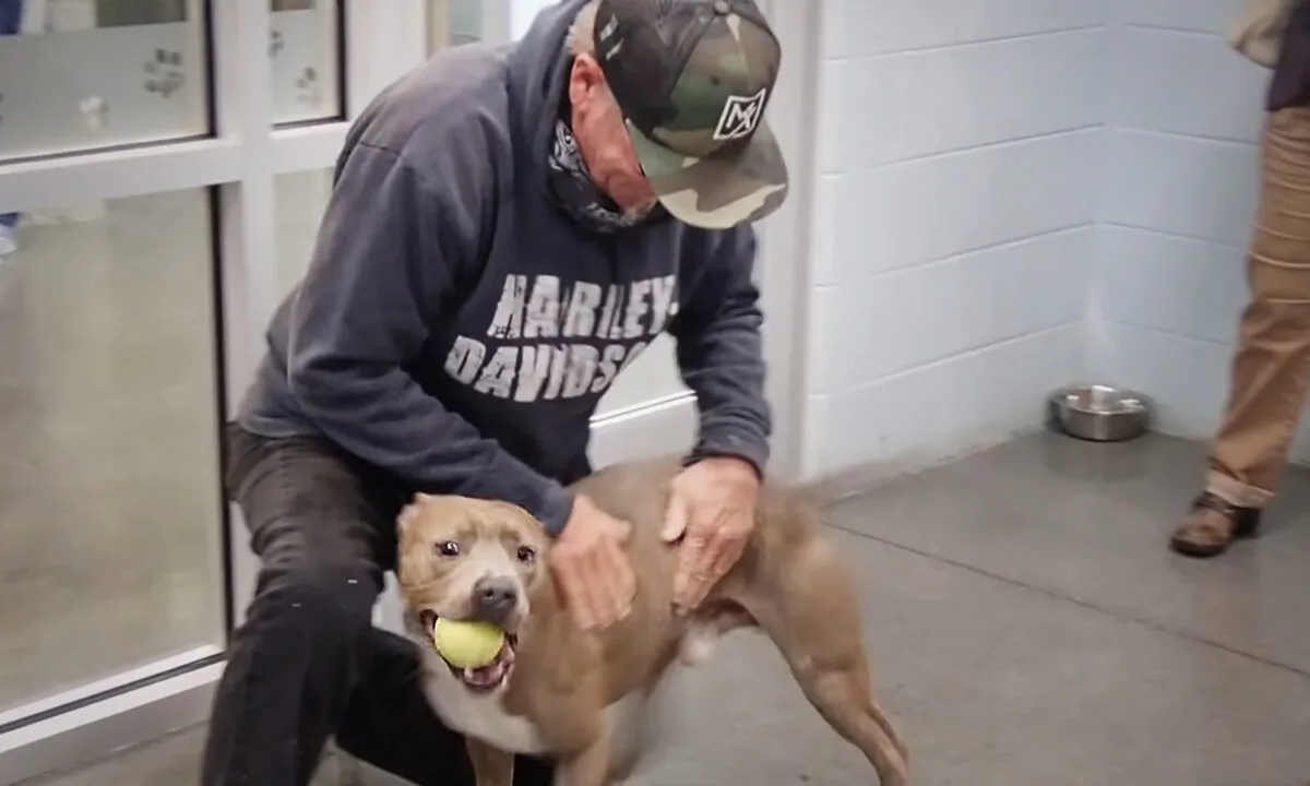 (Courtesy of Tammy Davis of Washington County, TN Animal Shelter)