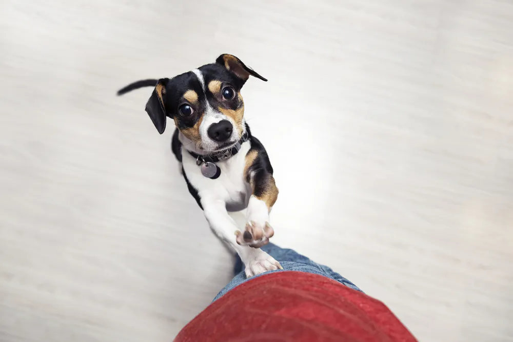 A dog will jump on you for attention. Teach him what to do instead.  (virgmos/Shutterstock)