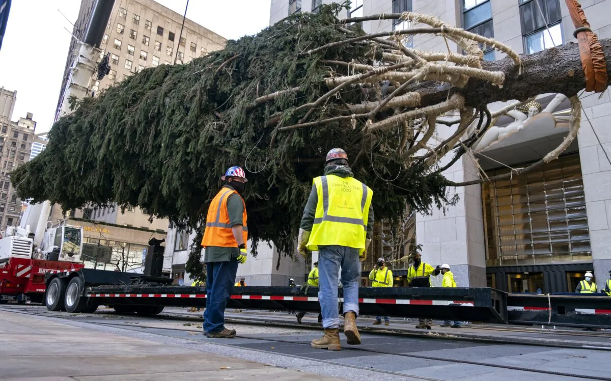 The 2020 Rockefeller Center Christmas tree, a 75-foot tall Norway Spruce that was acquired in Oneonta, N.Y., is suspended by a crane as its is prepared for setting on a platform at Rockefeller Center, on Nov. 14, 2020, in NY. (Craig Ruttle/AP Photo)