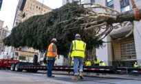 Rockefeller Center Christmas Tree Goes Up; Lighting Dec. 2
