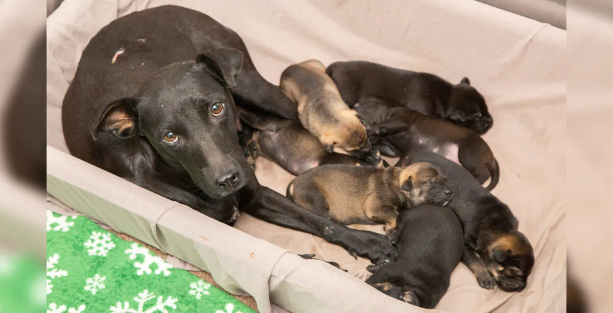 (Courtesy of Arizona Humane Society)