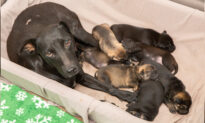 Stray Labrador-Pit bull Mix and Seven Puppies Rescued From Under a Planned Demolition Site