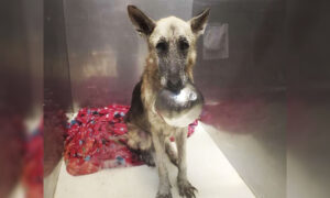 Sweet Rescue Dog Comes Up With the Most Adorable Trick With Her Bowl to Get Noticed