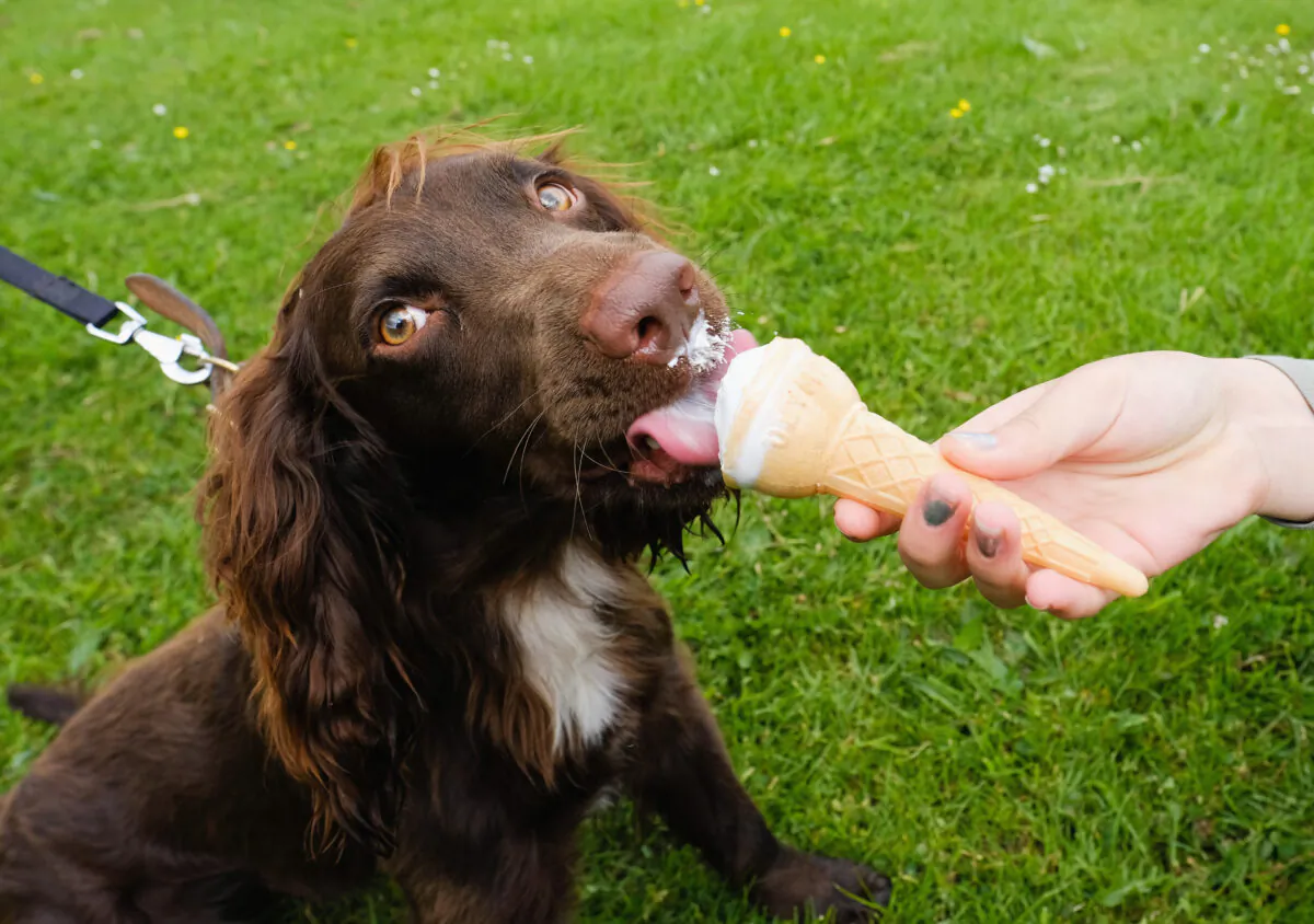 Rocco the Cocker Spaniel enjoys an ice cream with his owner in South Shields, England on June 4, 2017. (Ian Forsyth/Getty Images)