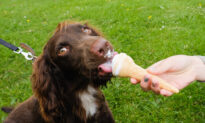 Coles Launches Ice Cream for Pups in Supermarket Transformation