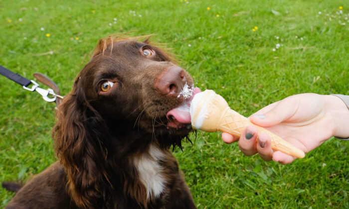 dog ice cream coles