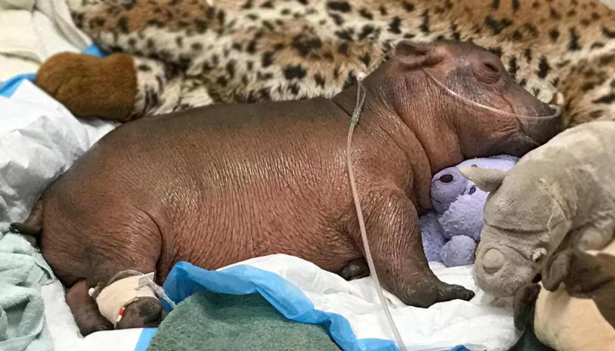 (Courtesy of Cincinnati Zoo)