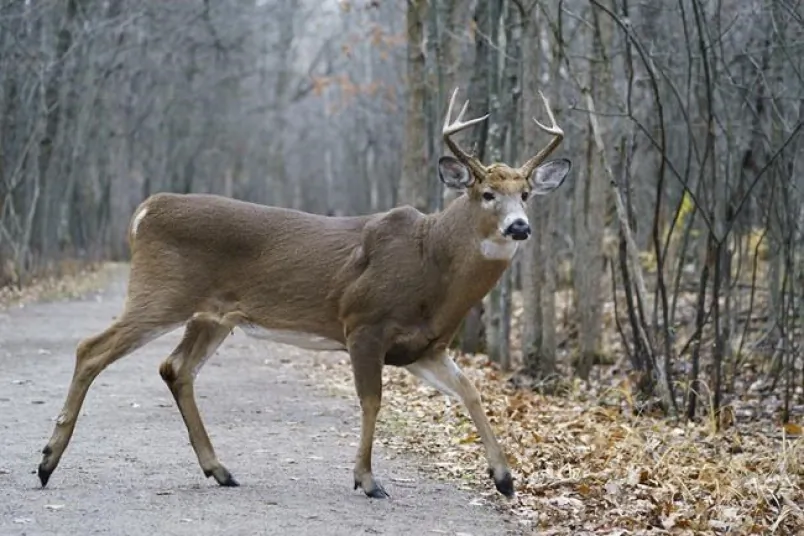 A deer is seen at the Michel-Chartrand Park in Longueuil, Que., on Nov. 13, 2020. Police say a man was arrested in connection with threats against the mayor of Longueuil and other local elected officials over a plan to cull white-tailed deer in the park. (The Canadian Press/Paul Chiasson)