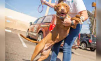 Sweet 2-Year-Old Stray Finally Finds Her Forever Home After Over 400 Days at Shelter