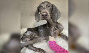 Houston Dog Rescuers Find Skin & Bones Stray in Parking Lot, Foster His Incredible Recovery
