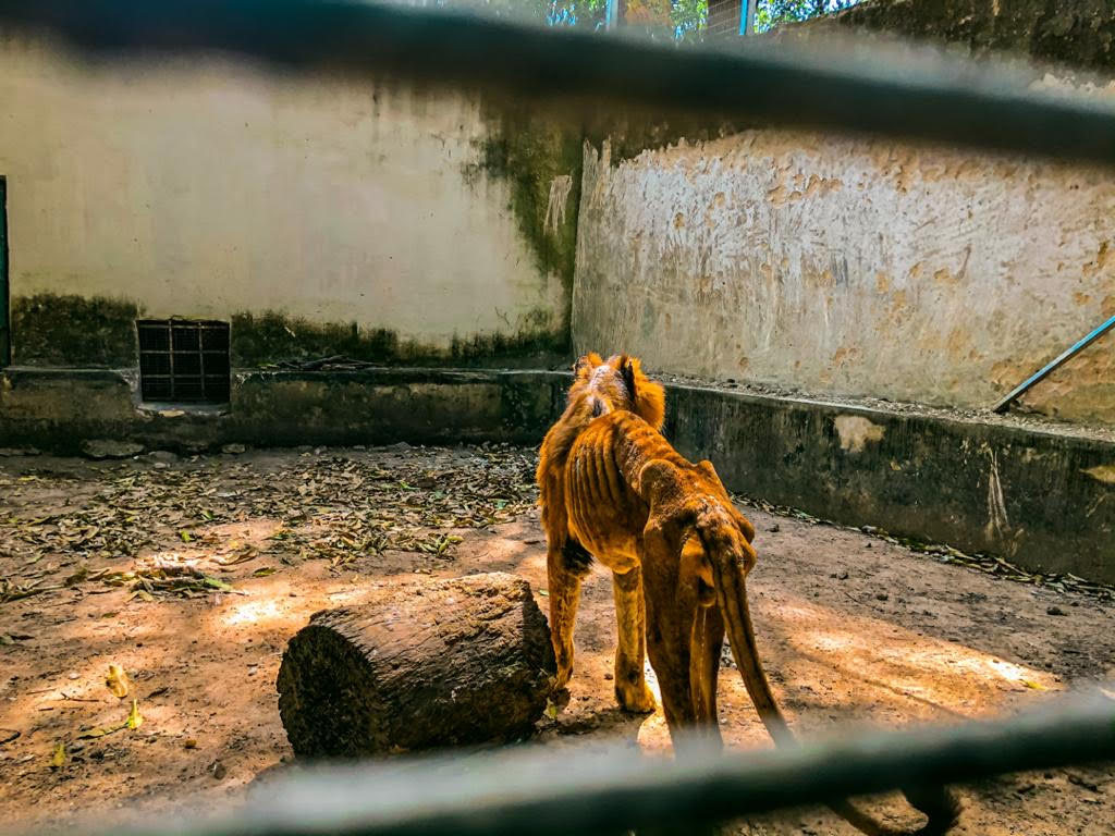 Shocked Visitor Reports Emaciated Lion and Starving Animals at Horrific  Nigerian Zoo