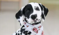 Dog With a Heart-Shaped Nose Spot Gifted to Military Dad Now Assists Autistic Son